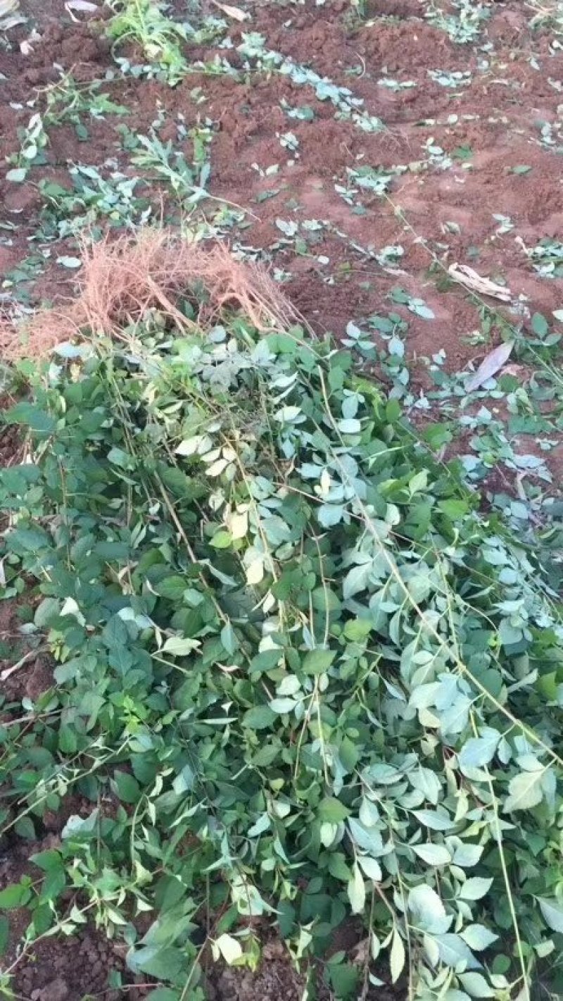 连翘苗，药用连翘苗青翘连翘苗以及占地连翘苗大量出售