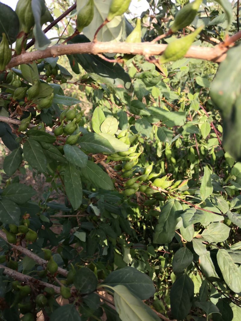 连翘苗，药用连翘苗青翘连翘苗以及占地连翘苗大量出售