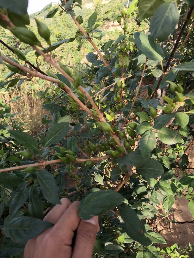 连翘苗，药用连翘苗青翘连翘苗以及占地连翘苗大量出售