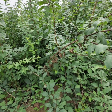 连翘苗，药用连翘苗青翘连翘苗以及占地连翘苗大量出售