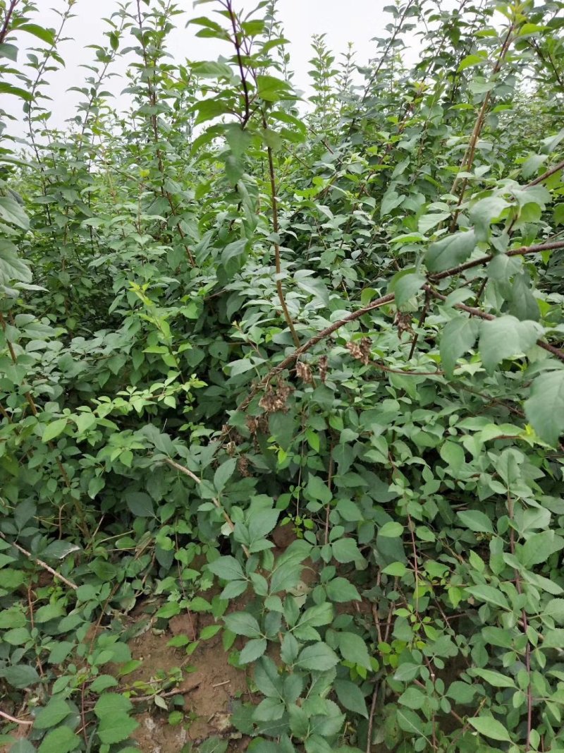 连翘苗，药用连翘苗青翘连翘苗以及占地连翘苗大量出售