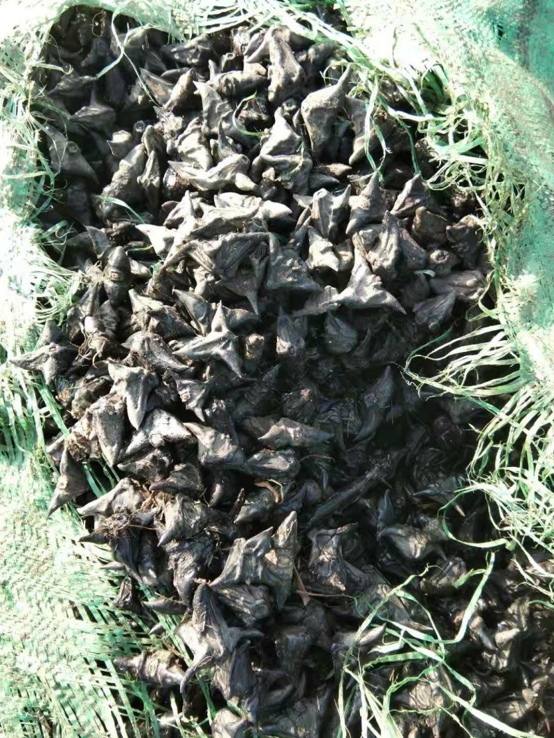 野生菱角