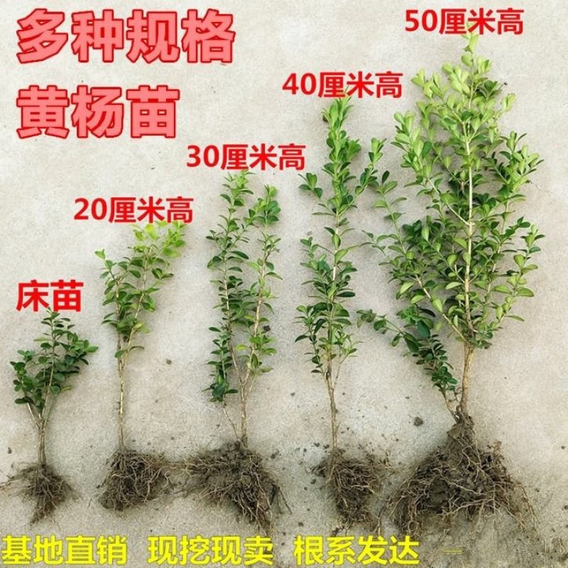 黄杨苗黄杨树苗造型黄杨盆景小苗黄杨盆景素材苗