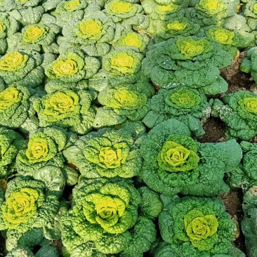 黄心菜