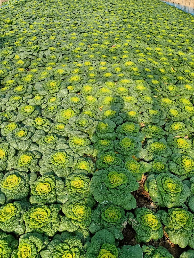 黄心菜