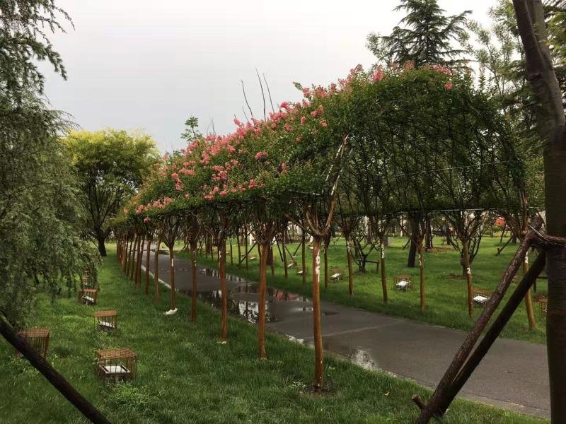 龙沙宝石应用于庭院拱门
