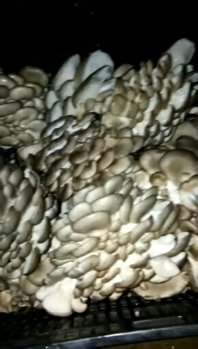 江苏省新沂市双井村王四菌业