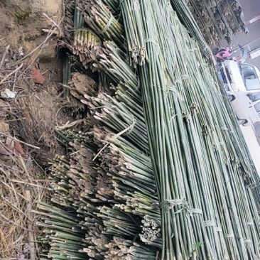 竹竿，竹片，菜架竹，批发产地直销，大量批发。