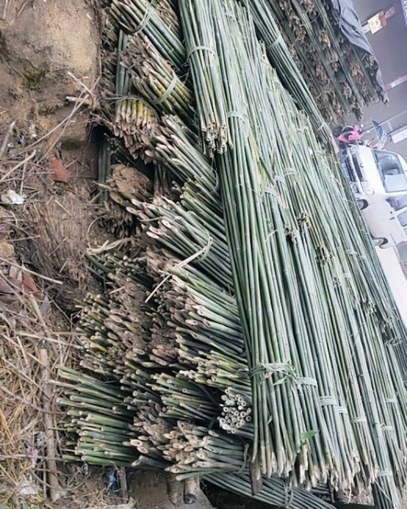 竹竿，竹片，菜架竹，批发产地直销，大量批发。
