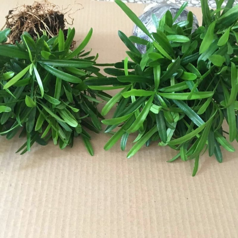 罗汉松小苗米叶罗汉松工程绿化苗量大从优