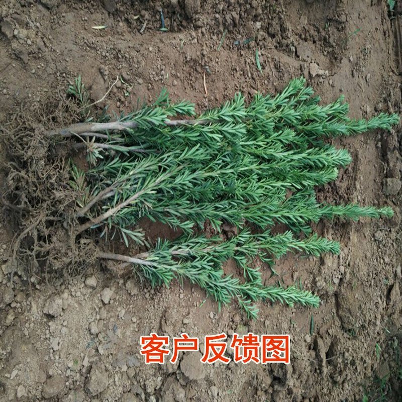 罗汉松小苗米叶罗汉松工程绿化苗量大从优