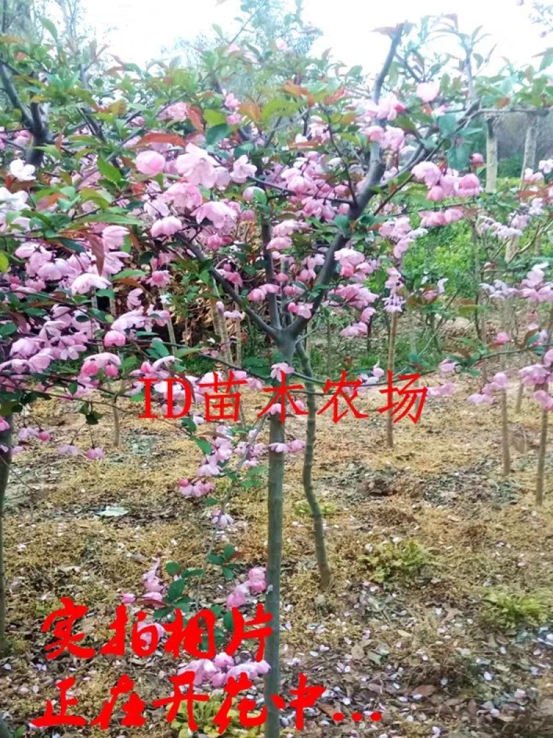 西府海棠，基地直销，规格齐全价格低货源充足，一手货
