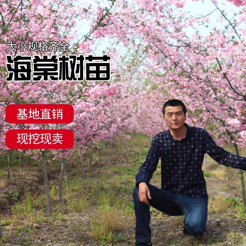 西府海棠，基地直销，规格齐全价格低货源充足，一手货