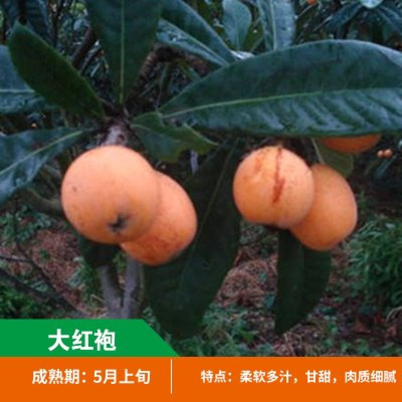 枇杷苗嫁接枇杷苗桃南北方种植枇杷苗包品种包结果