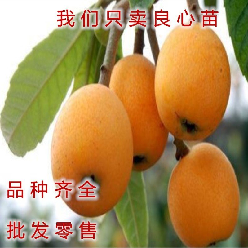 枇杷苗嫁接枇杷苗桃南北方种植枇杷苗包品种包结果