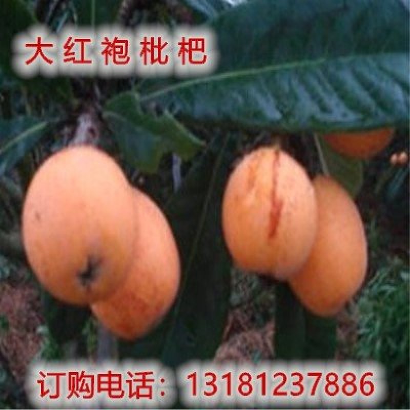 枇杷苗嫁接枇杷苗桃南北方种植枇杷苗包品种包结果