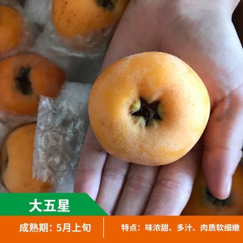 枇杷苗嫁接枇杷苗桃南北方种植枇杷苗包品种包结果