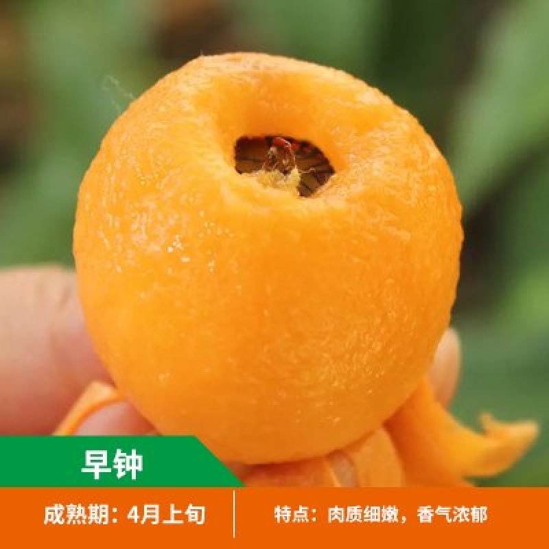 枇杷苗嫁接枇杷苗桃南北方种植枇杷苗包品种包结果