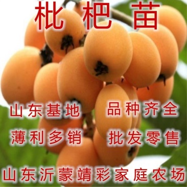 枇杷苗嫁接枇杷苗桃南北方种植枇杷苗包品种包结果