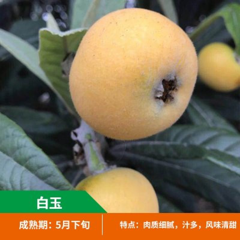 大红袍枇杷苗白玉枇杷苗嫁接品种枇杷苗南北方种植苗