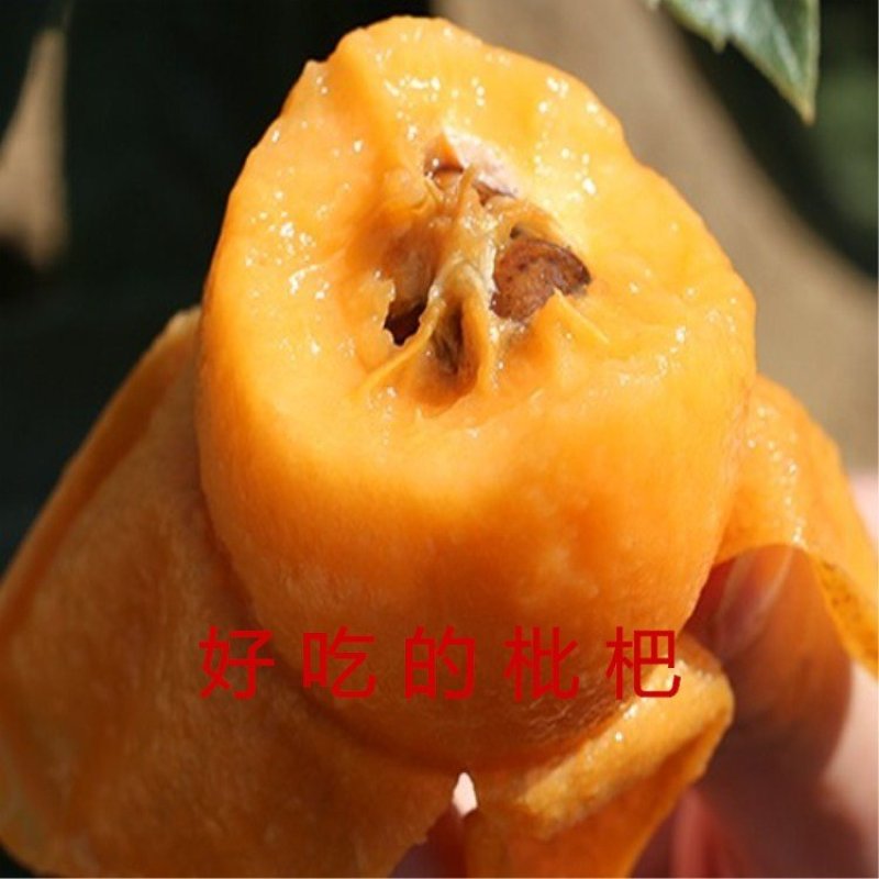 大红袍枇杷苗白玉枇杷苗嫁接品种枇杷苗南北方种植苗