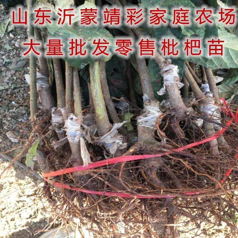 大红袍枇杷苗白玉枇杷苗嫁接品种枇杷苗南北方种植苗