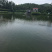 广东精品水库草鱼各种规格鱼塘直供