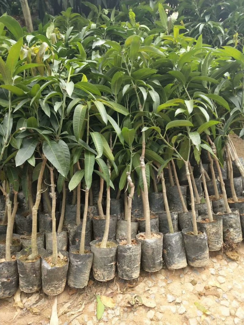 嫁接金煌芒果苗杯苗土球苗裸根包邮质量保证量购批发价
