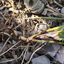 野生石菖蒲苗