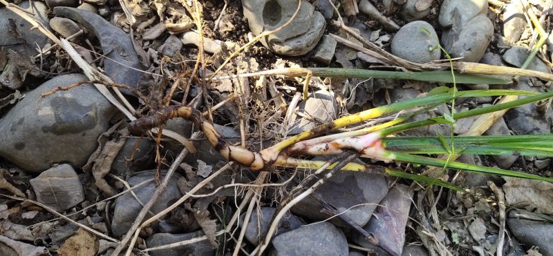 野生石菖蒲苗