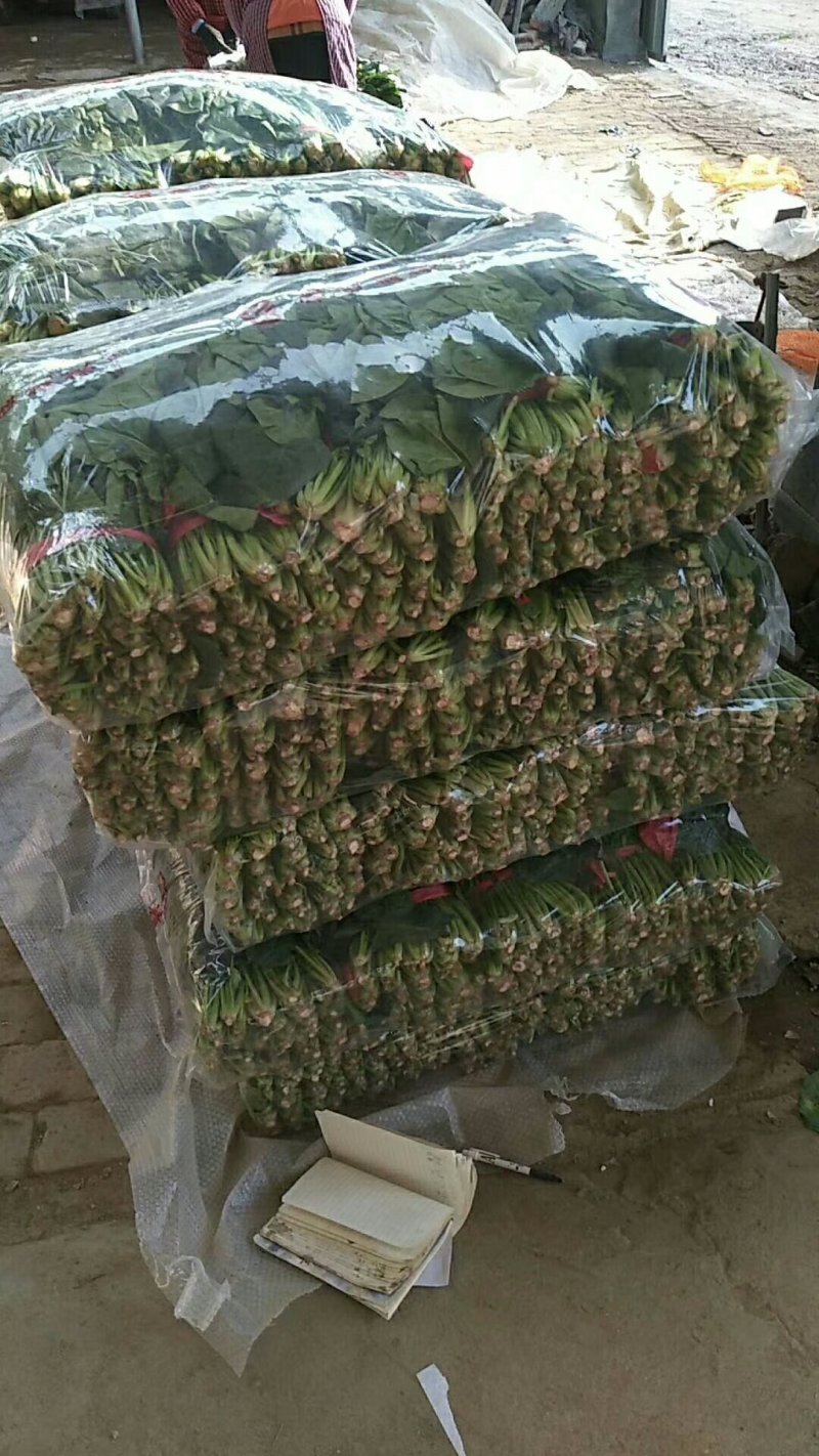 山东聊城冷棚菠菜，大量上市，代收代发全国各地，