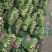山东聊城冷棚菠菜，大量上市，代收代发全国各地，