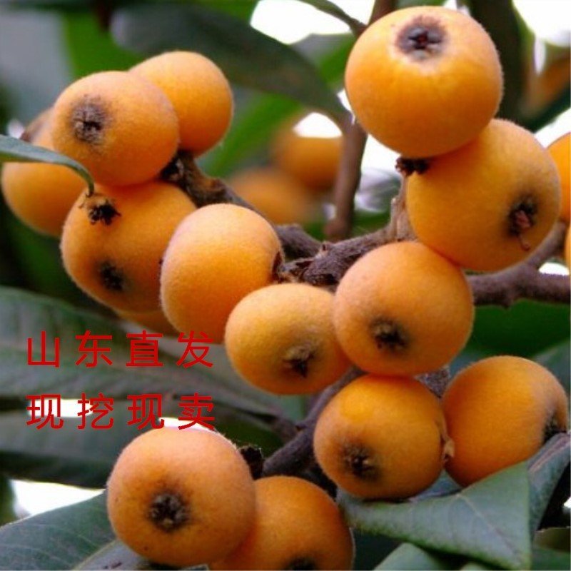 早五星枇杷苗早晚熟枇杷苗嫁接枇杷苗南北方种植枇杷苗