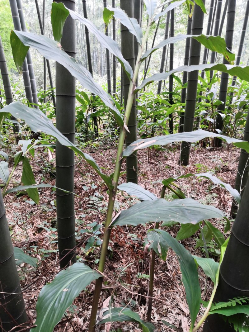 四川宜宾大山深处野生山姜