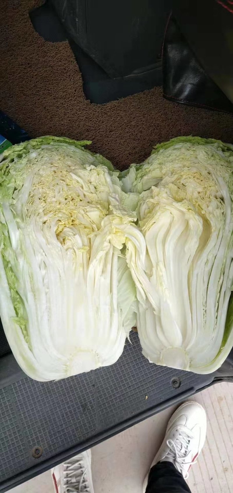 山东优质白菜，白菜产地直销，大量供应一手货源。