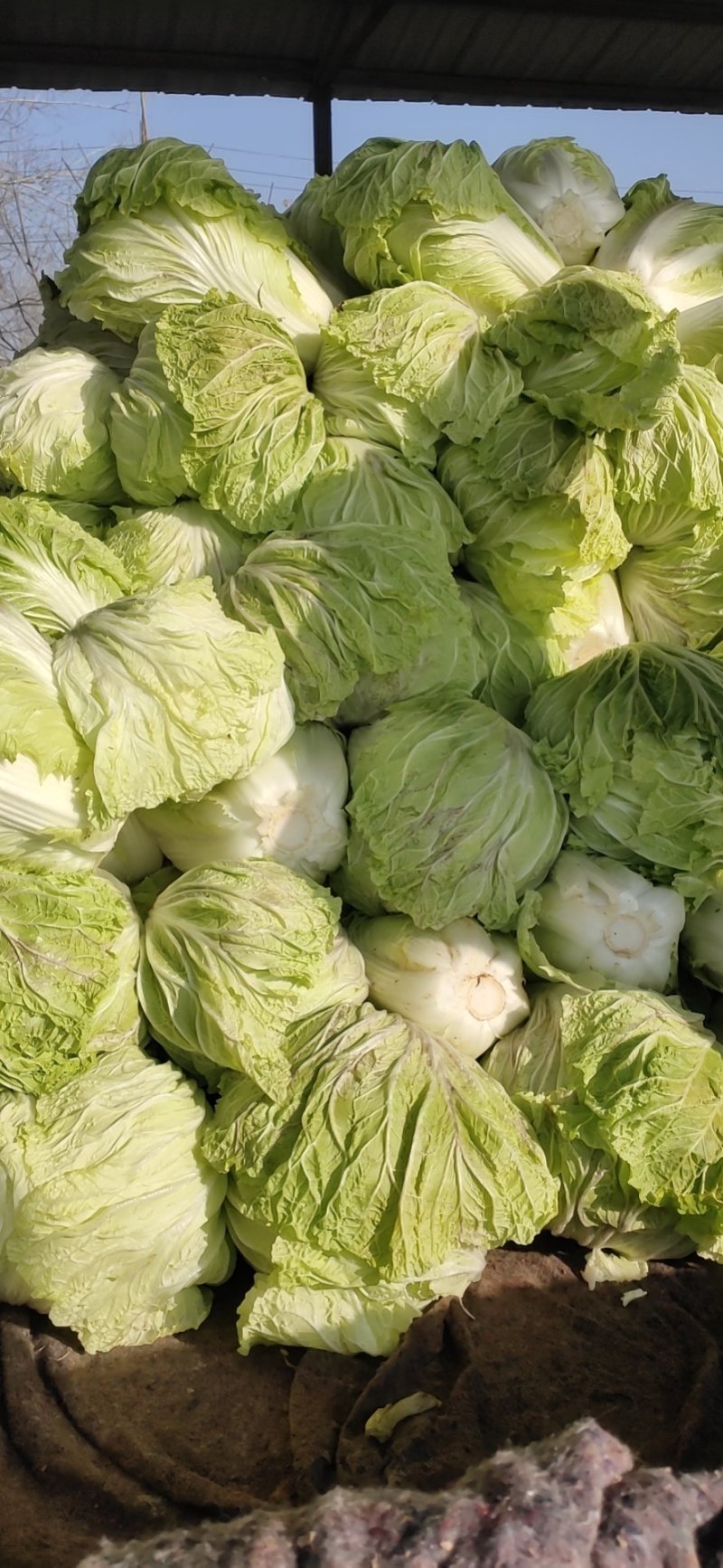 山东优质白菜，白菜产地直销，大量供应一手货源。