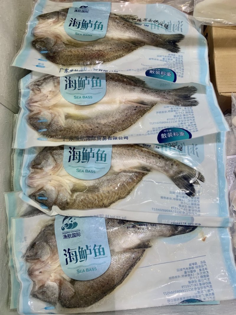 广东白蕉海鲈鱼