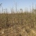 大量批发苦楝树苗1公分左右50万棵