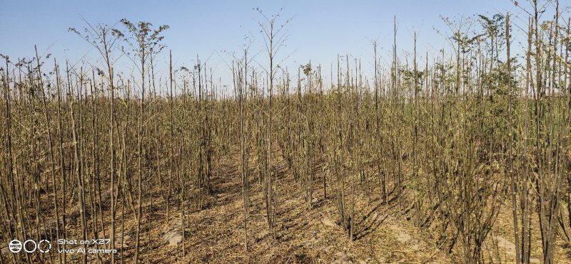 大量批发苦楝树苗1公分左右50万棵