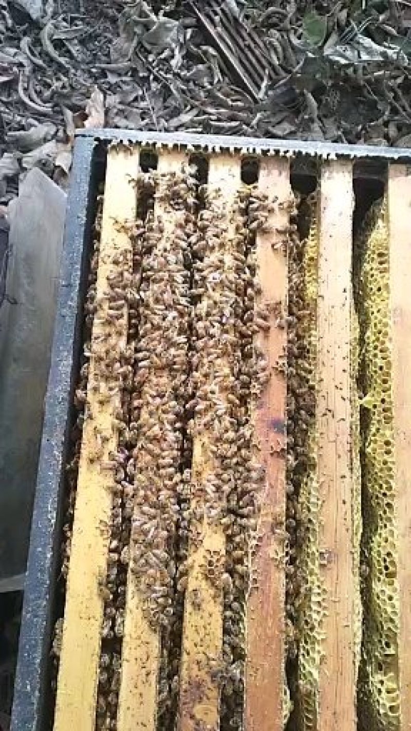 油菜蜜优质蜂蜜，油菜蜜天然无添加，蜂场直供。