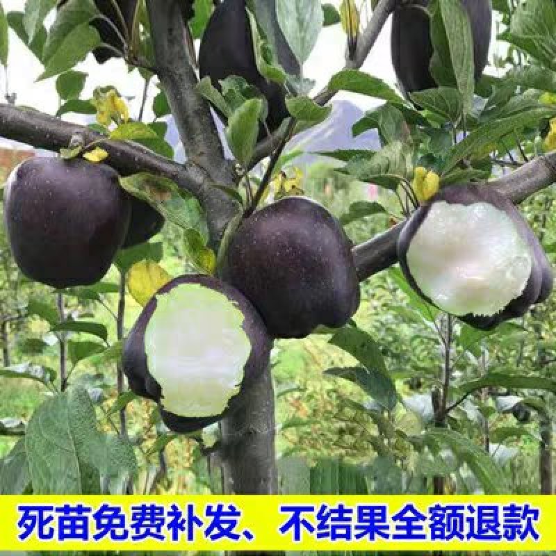 黑钻苹果树苗，苹果中的黑王子，嫁接苗，包活包品种