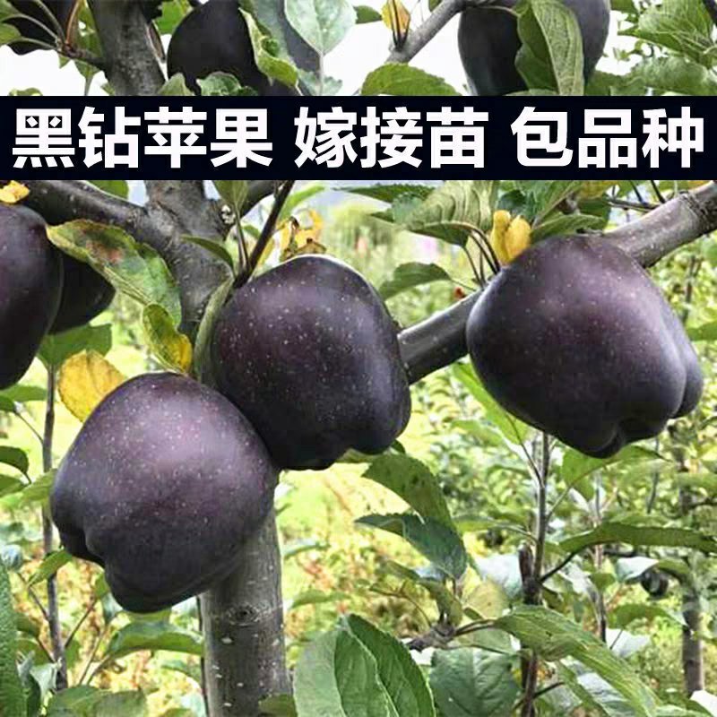 黑钻苹果树苗，苹果中的黑王子，嫁接苗，包活包品种