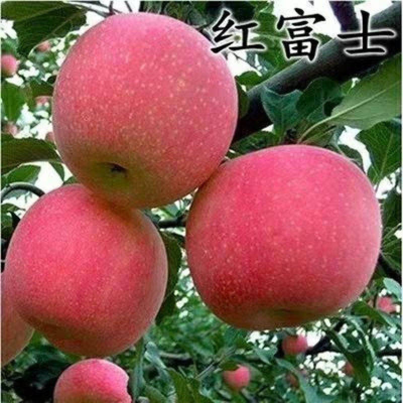 新疆阿克苏冰糖心苹果苗嫁接苗冰糖心红富士果树苗当年结果