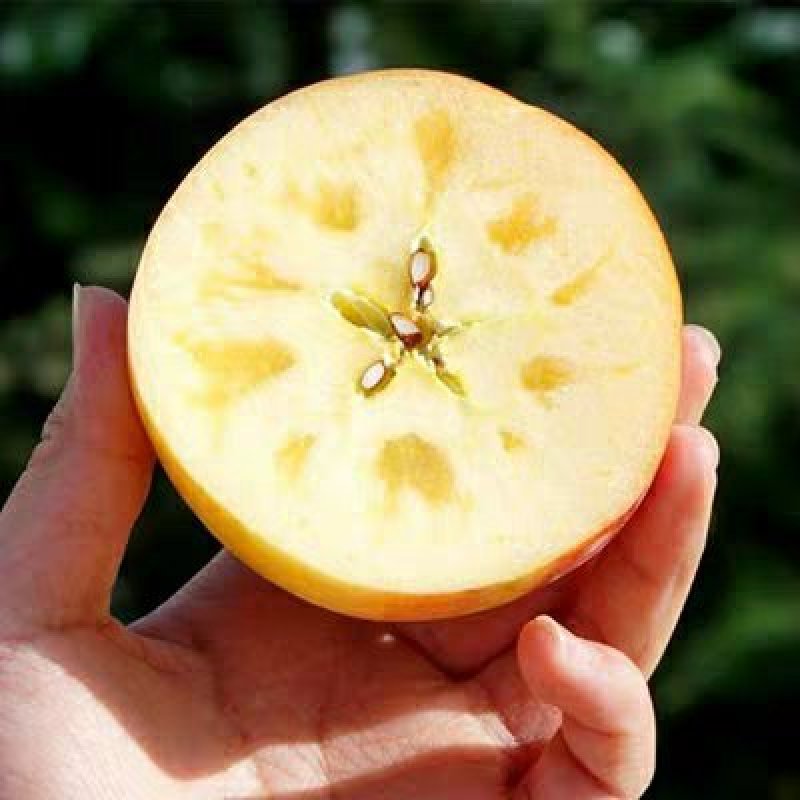新疆阿克苏冰糖心苹果苗嫁接苗冰糖心红富士果树苗当年结果