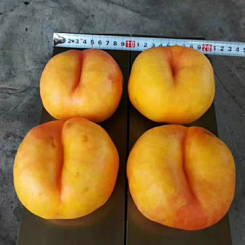 嫁接桃树苗黄金蟠桃树苗黄蟠桃苗黄桃苗