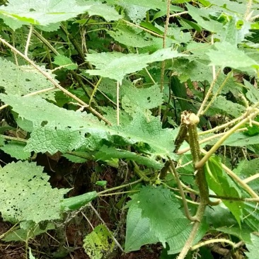 野生荨麻草