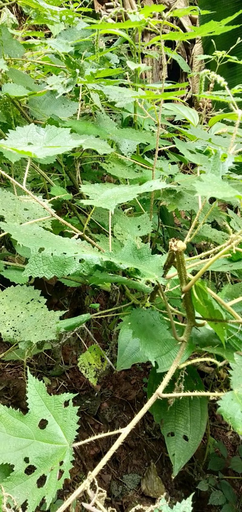 野生荨麻草