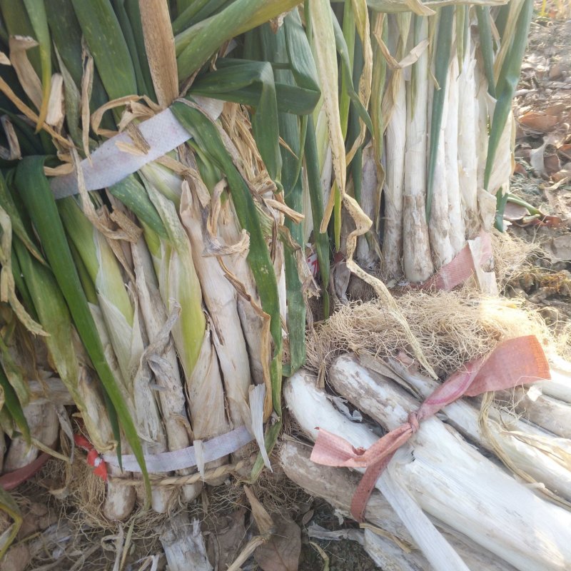 长白大葱，产地直销，保证质量，合作共赢，长期供货