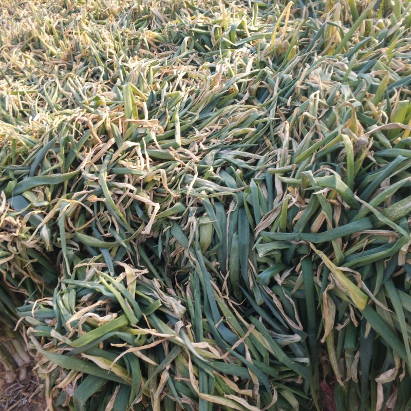 长白大葱，产地直销，保证质量，合作共赢，长期供货