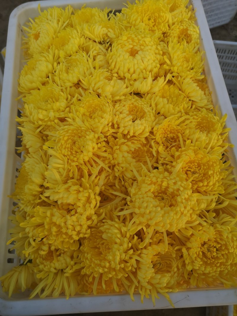 金丝皇菊种苗